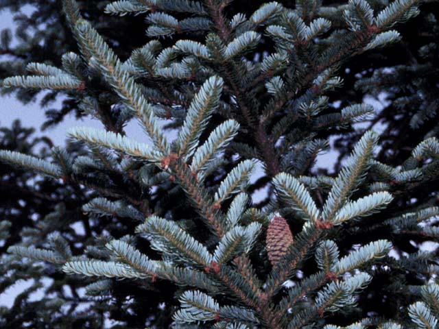 Close up image of Balsam branch