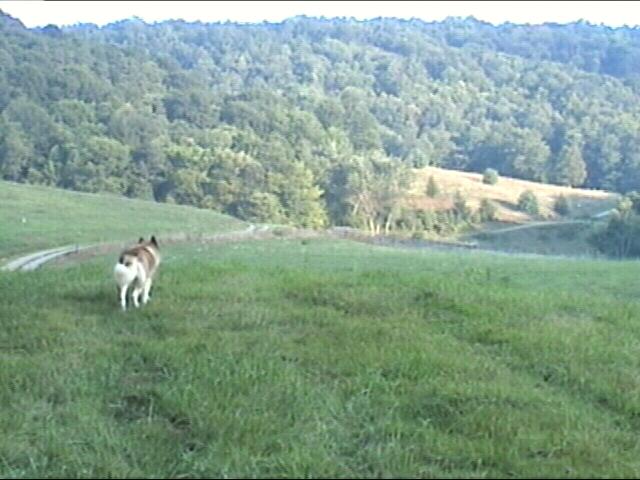 {Timber on hilltop}