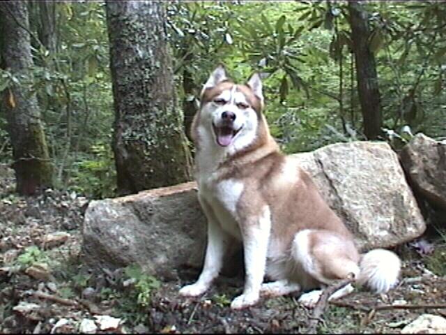 {Timber taking a break}