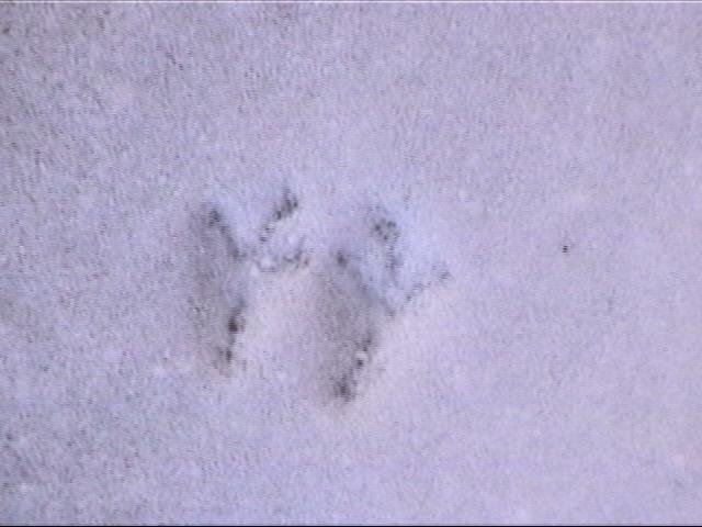 {snowy bird prints}