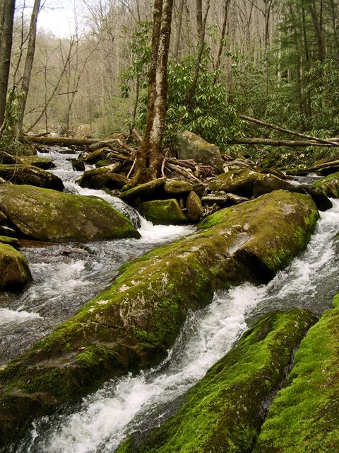 Creek in early spring